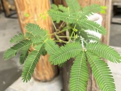 -创艺无限·赵春香微妙艺术馆