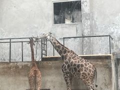 -成都动物园