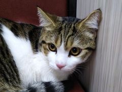 -安安宠医宠物医院·异宠·犬猫内科(岳阳分院)