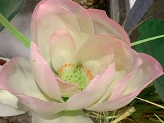 -荷塘秋月·本帮江浙菜(国权路店)