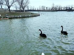 -盐城丹顶鹤湿地生态旅游区