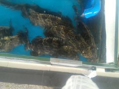 -清水湾3号(东方小周海鲜店)