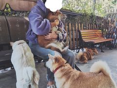 -柴犬高等学院·狗咖·柴犬售卖·宠物训练