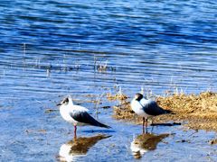 -青海湖国家重点风景名胜区