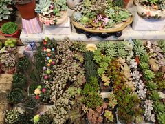 -大自然花鸟鱼虫市场