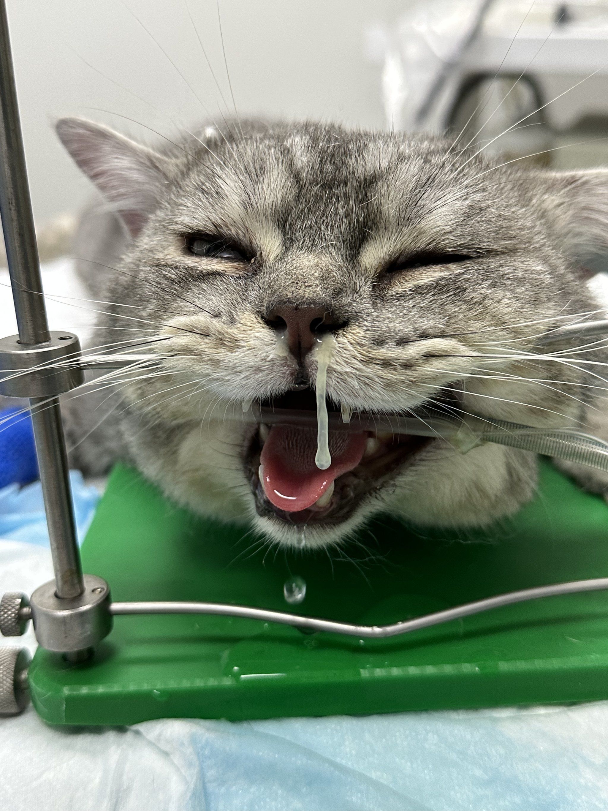 猫咪浓鼻涕