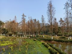 -重庆彩云湖湿地公园
