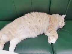 -安格丽娜·狗咖·猫咖羊驼咖(春熙路百盛商场店)