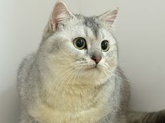 -御宝贝·A梦猫科宠物医院(国际猫友好医院)