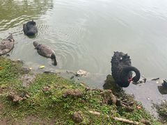 -珠海圆明新园