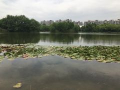 -新江湾城公园