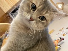 -浅草猫吧猫咖 购宠桌游 约会社交(红鼎国际名苑店)