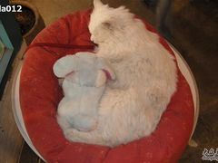 -Babycat私家御饼屋(龙头路一店)