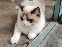 -喵屿·大理花园猫咖