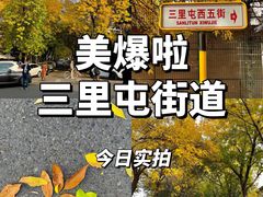 -三里屯东五街银杏大道