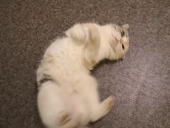 -猫色咖啡·猫咖