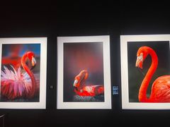 -罗红摄影艺术馆