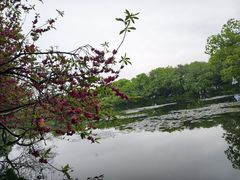 -西湖游船