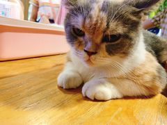 -藦茜花园宠物主题亲子互动体验馆(国顺东路店)