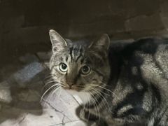 -循礼门鲜花花市(武汉循礼门店)