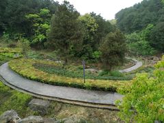 -铁山坪森林公园