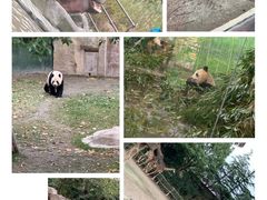 -上海野生动物园