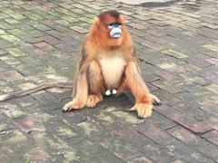 -西安秦岭野生动物园