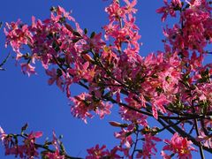 -二沙岛艺术公园