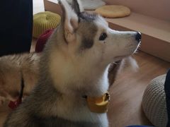 -Husky Go! 哈士奇体验馆·宠物咖啡厅狗咖