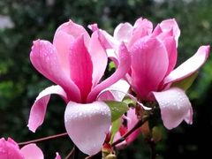 -苏州上方山国家森林公园