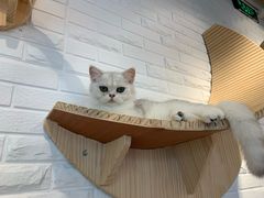 -momokira米努特·德文卷毛猫·棉花面纱犬