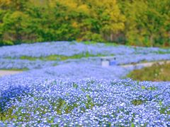 -花开海上生态园