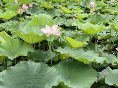 -长田漾湿地公园
