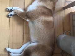 -喜柴咖啡·柴犬狗咖