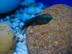 -上海海洋水族馆