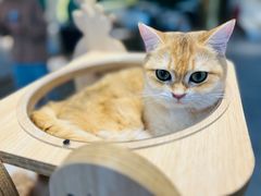 -飞行喵MR PILOT|猫舍·猫咖(静安大融城店)