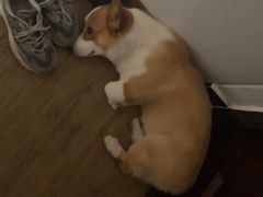 -宠福鑫康馨动物医院·骨科·眼科