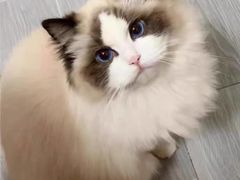 -猫十亿·布偶金渐层·曼基康矮脚猫舍(青年路店)