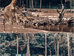 -广州长隆野生动物世界