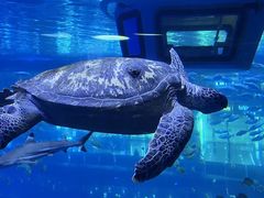 -成都浩海立方海洋公园