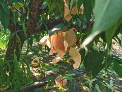 -南汇水蜜桃采摘(大团店)