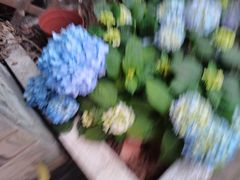 -花到家(富贵鸟花艺行)