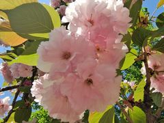 -长白岛森林公园