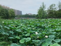 -成都南湖公园