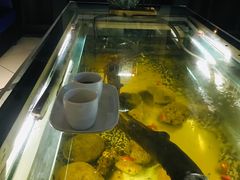 -ventus spa 沙巴亚庇正宗精油按摩会所