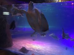 -暹罗海洋世界