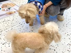 -瑞派康怡24h宠物医院·犬猫医疗中心·微创绝育(瑞景分院)