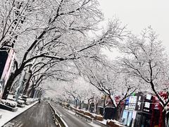 -三里屯东五街银杏大道