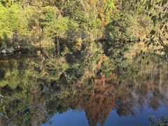 -天目山大树王景区