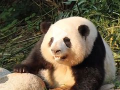 -成都动物园